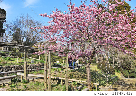 美しい桜が咲いた北九州市門司区にある白野江植物公園 美しい桜が咲いた北九州市門司区にある白野江植物公園 118472418
