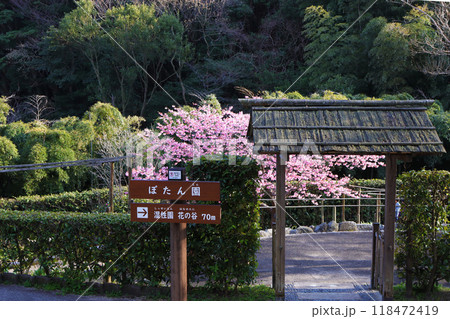 桜咲く北九州市門司区の白野江植物公園 118472419