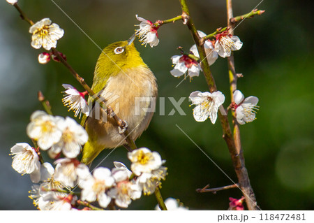 梅の花の蜜を吸うメジロ 梅の花の蜜を吸うメジロ 118472481