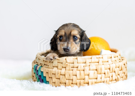 籠に入ったカニンヘンダックスの仔犬 籠に入ったカニンヘンダックスの仔犬 118473403