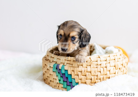 籠に入ったカニンヘンダックスの仔犬 籠に入ったカニンヘンダックスの仔犬 118473419