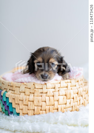 籠に入ったカニンヘンダックスの仔犬 118473426