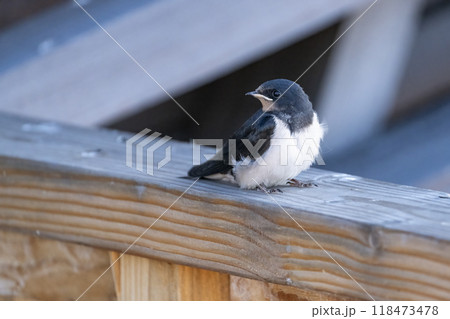 Barn Swallow Fledgling 118473478