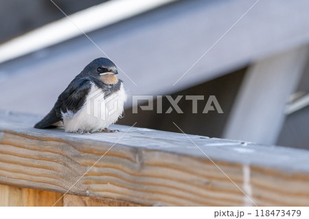 Barn Swallow Fledgling Barn Swallow Fledgling 118473479