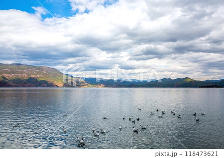 Seagulls floating on a mountain lake Seagulls floating on a mountain lake 118473621