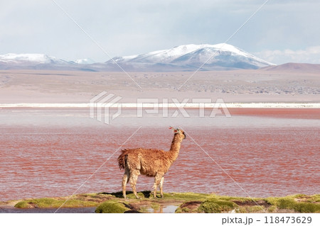 Llama by the red lagoon Llama by the red lagoon 118473629