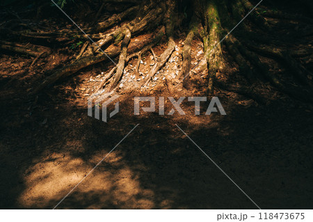 神聖な木の根っこ（鹿島神宮） 118473675