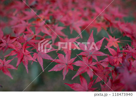 ワインレッドの楓① 118473940