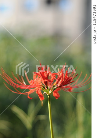 彼岸花0918a 118473991