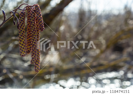 Small branch of black alder Alnus glutinosa with male catkins and female red flowers. Blooming alder in spring beautiful natural background with clear earrings and blurred background 118474151