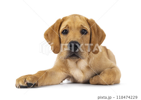 Labrador dog puppy on white background Labrador dog puppy on white background 118474229