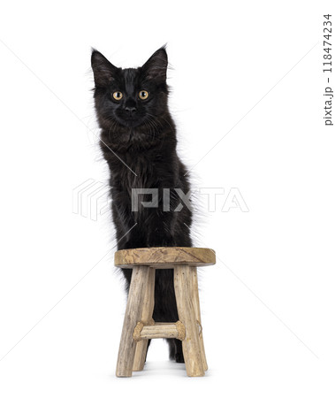 Maine Coon cat kitten on white background Maine Coon cat kitten on white background 118474234