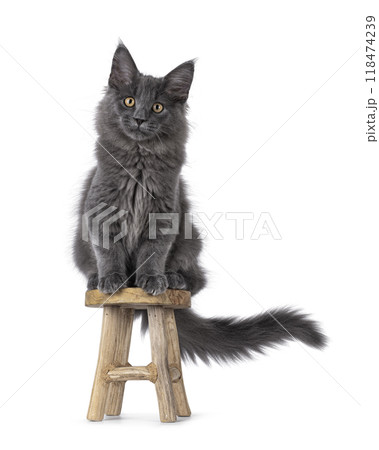Maine Coon cat kitten on white background Maine Coon cat kitten on white background 118474239