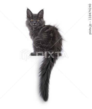 Maine Coon cat kitten on white background Maine Coon cat kitten on white background 118474240
