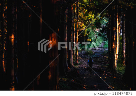 朝焼けの登山道 118474875