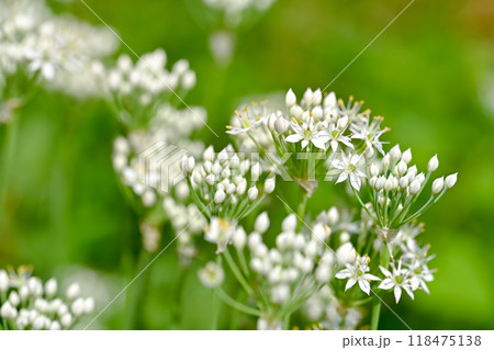 韮の花 118475138