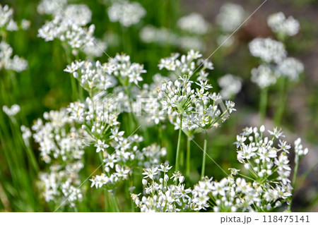 韮の花 韮の花 118475141