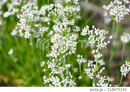 韮の花 118475142