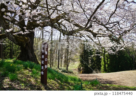 満開の立屋の桜　小川村 118475440