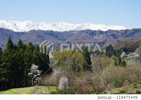春を迎えた小川村と残雪の北アルプス 春を迎えた小川村と残雪の北アルプス 118475449