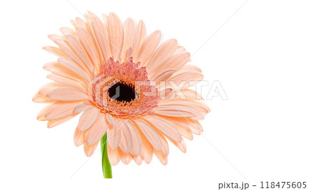 Salmon color gerber flower on white background 118475605