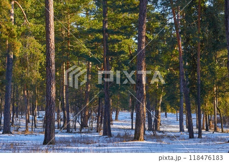 Calmness,Peace Tranquility in a winter park with large trees,dense branches 118476183