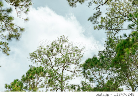 Pine forest 118476249