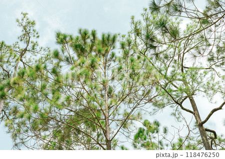 Pine forest Pine forest 118476250