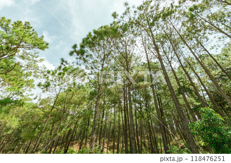 Pine forest 118476251