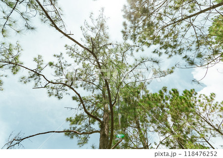 Pine forest 118476252