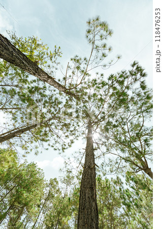 Pine forest 118476253