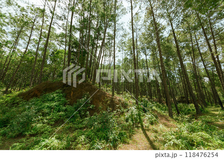 Pine forest 118476254