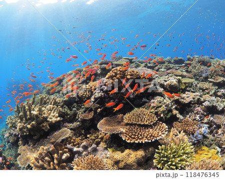南国の鮮やかな海と珊瑚とカラフルな魚 南国の鮮やかな海と珊瑚とカラフルな魚 118476345