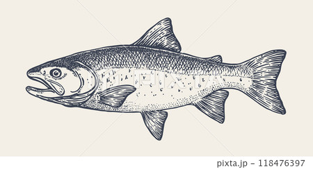 Salmon fish, seafood, sketch. Vintage retro print, seafood salmon fish sketch, sea life, ink pencil style drawing engrave old school sketch, hand drawn. Sketch artwork salmon fish. Vector Illustration Salmon fish, seafood, sketch. Vintage retro print, seafood salmon fish sketch, sea life, ink pencil style drawing engrave old school sketch, hand drawn. Sketch artwork salmon fish. Vector Illustration 118476397