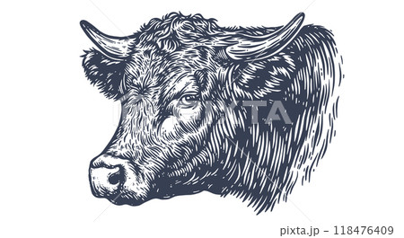 Cow, bull, beef. Vintage retro print, black white cow, bull, beef sketch ink pencil drawing, engrave old school. Sketch artwork silhouette head cow. Side view profile beef bull. Vector Illustration 118476409