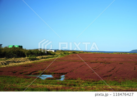 能取湖のサンゴ草 能取湖のサンゴ草 118476427