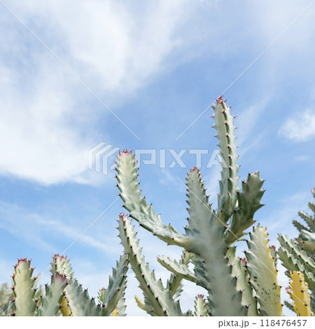 Huernia succulent under blue sky 118476457