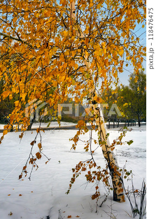 Lone birch tree with orange foliage in close-up. First snow in October Lone birch tree with orange foliage in close-up. First snow in October 118476475