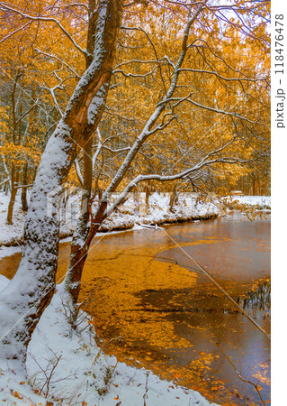 First snow and golden colored trees by pond in fall 118476478
