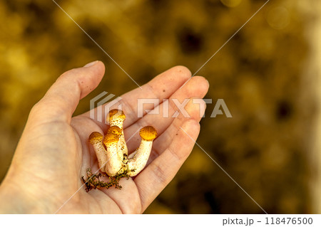 Group of small Armillaria mellea in woman's hand. Mushroom hunting in fall. Copy space. Close-up 118476500