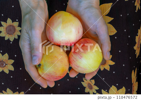 Three ripe apples in female farmer's hands. Minimalism. Top view. Close-up 118476572