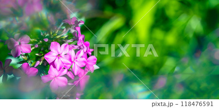 Pink phlox flowers in garden greenery in haze and blur, glare and light effects. Floral banner with copy space Pink phlox flowers in garden greenery in haze and blur, glare and light effects. Floral banner with copy space 118476591