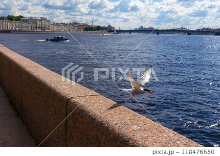 Close-up of seagull taking off over river. View of Neva River in St. Petersburg, old buildings on embankment on sunny day 118476680