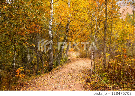 Fall woodland scenic landscape with trail Fall woodland scenic landscape with trail 118476702