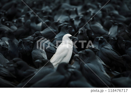 A white crow among many black crows A white crow among many black crows 118476717
