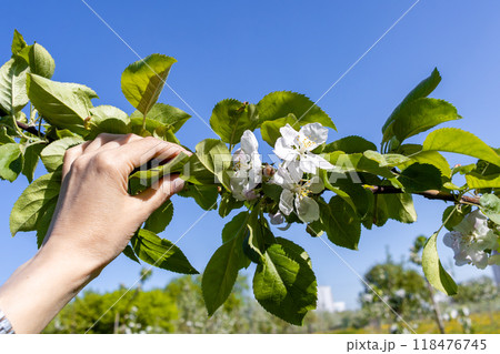 woman's hand gently holds an apple tree branch against blue sky. Spring blossoming 118476745
