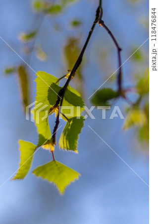 Birch branches, earrings and first leaves against blue sky on sunny May day. Spring mood 118476844