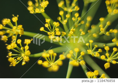 Flowering dill, macrophoto. Bright yellow on dark background 118476858