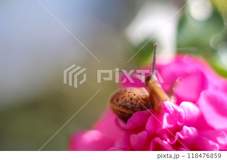 Snail on peony flower. Macrophoto in blur, defocus, smear. copy space, text space, template, layout Snail on peony flower. Macrophoto in blur, defocus, smear. copy space, text space, template, layout 118476859