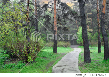 Road in damp spring forest after rain 118476873